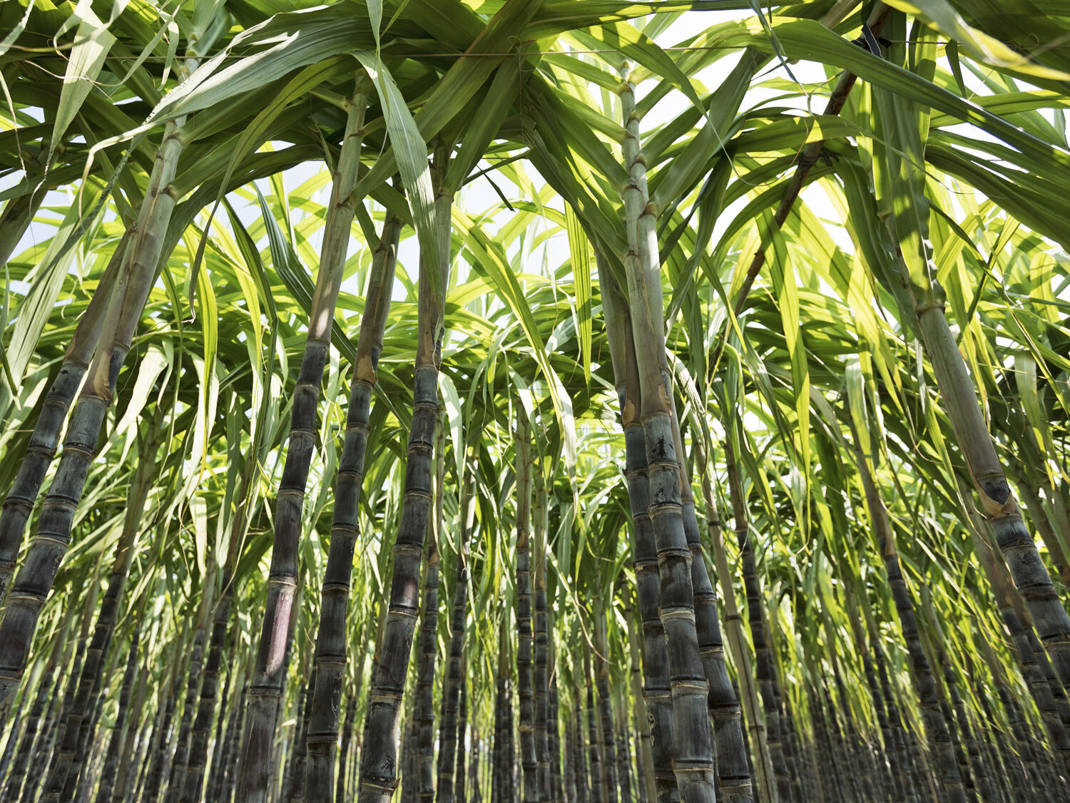 History of Sugarcane Crash Course